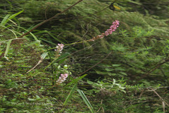 Satyrium nepalense